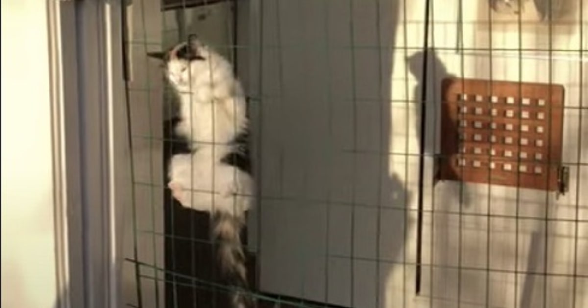gattino si arrampica su una rete