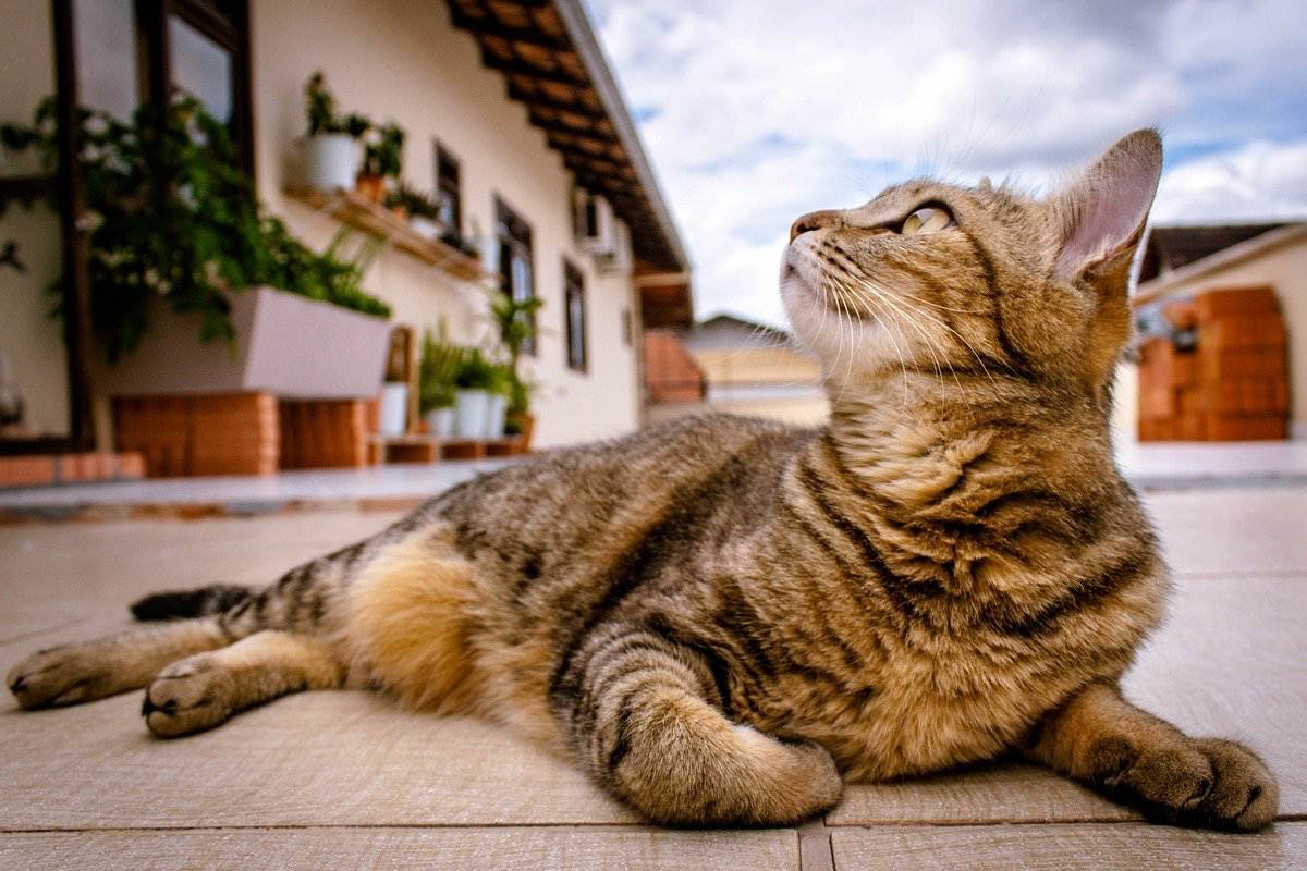 gatto disteso nel cortile di casa