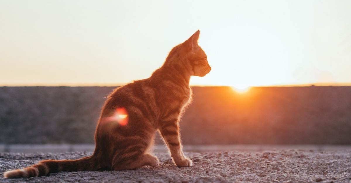 Un gatto sterilizzato può allontanarsi da casa?