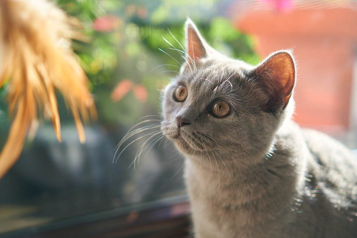 gatto grigio con gli occhi gialli