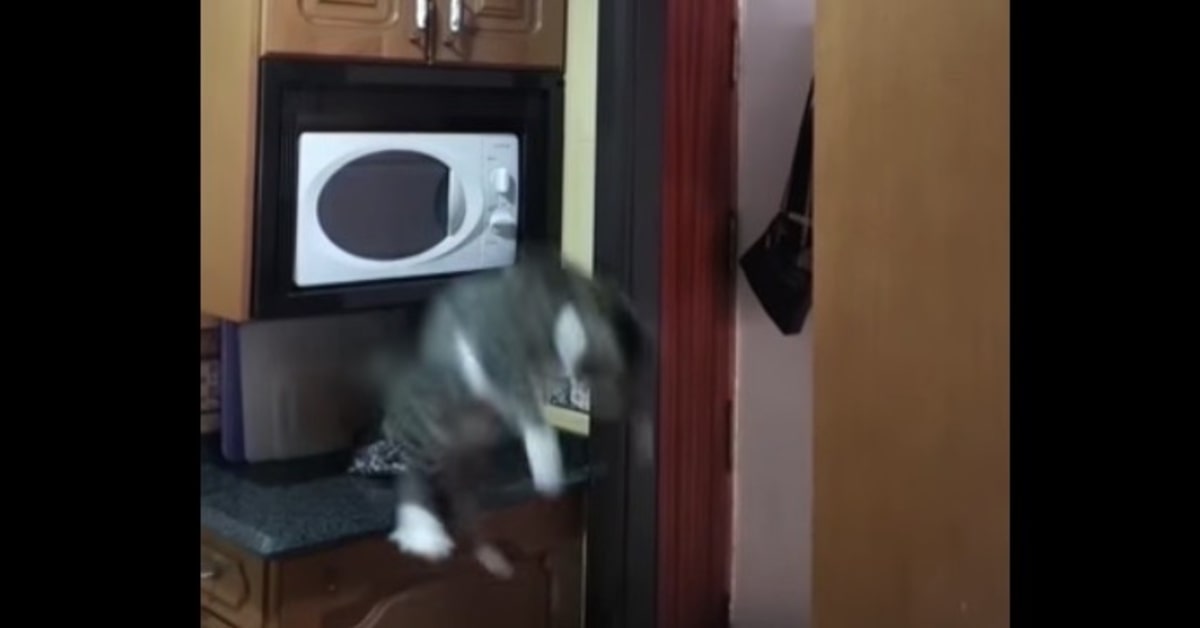 gatto tenta il grande salto ma qualcosa va storto