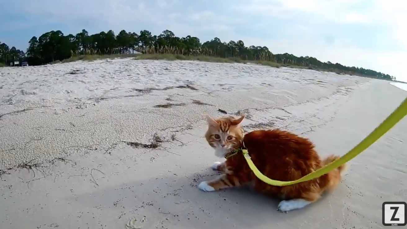 Kylo, il gatto che vede il mare per la prima volta e rimane senza fiato (VIDEO)