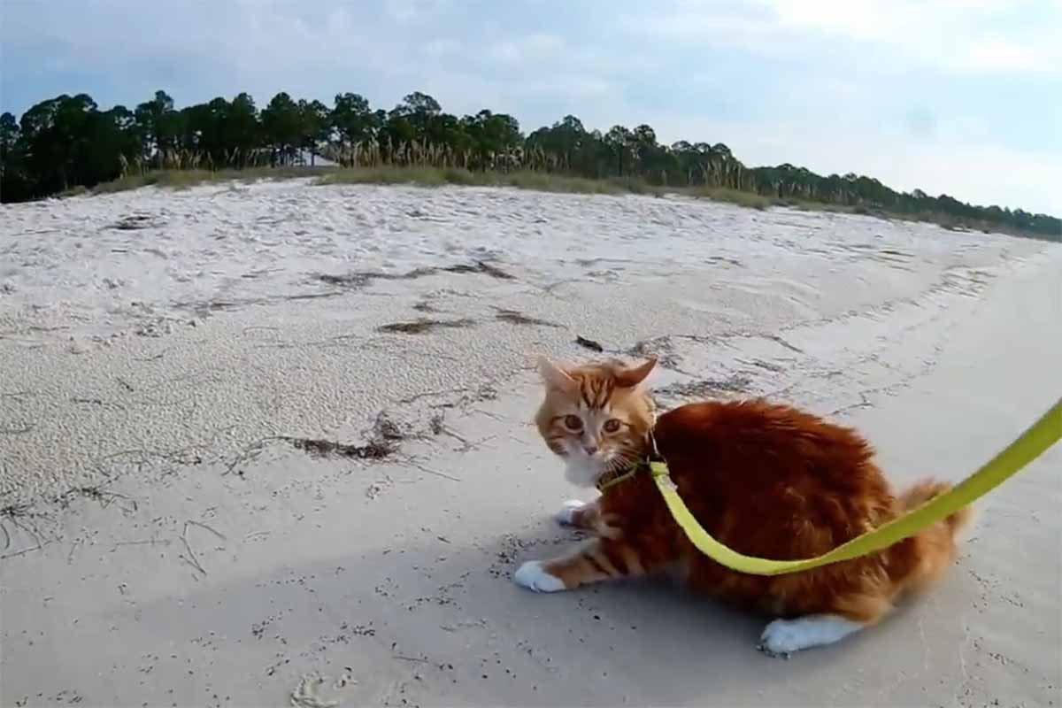 Gatto vede il mare per la prima volta e tocca la sabbia: la sua meraviglia (VIDEO)