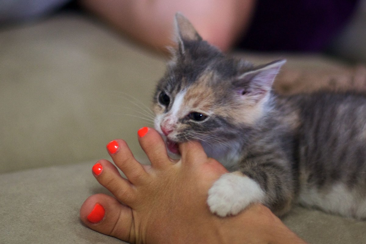 gattino gioca con le dita dei piedi