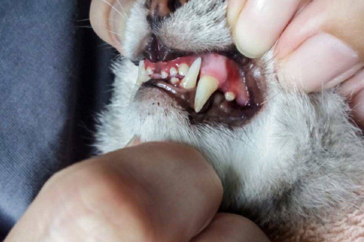 denti del gatto