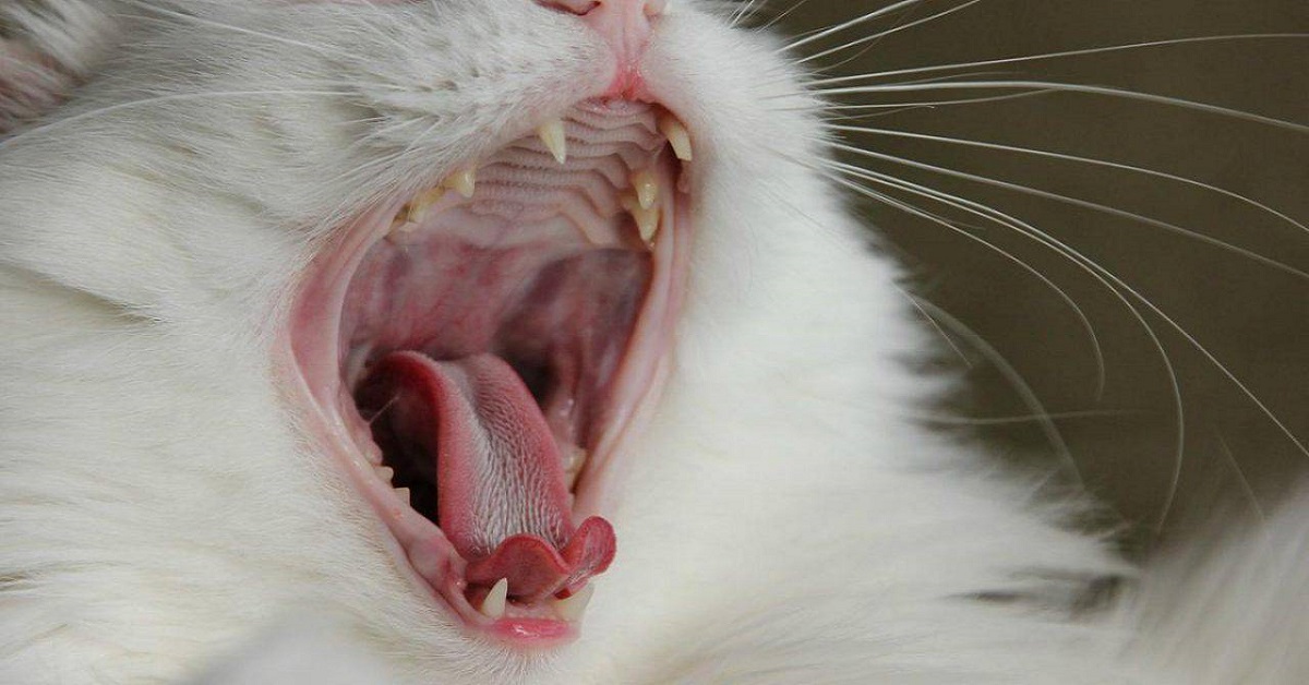 gatto con la bocca aperta