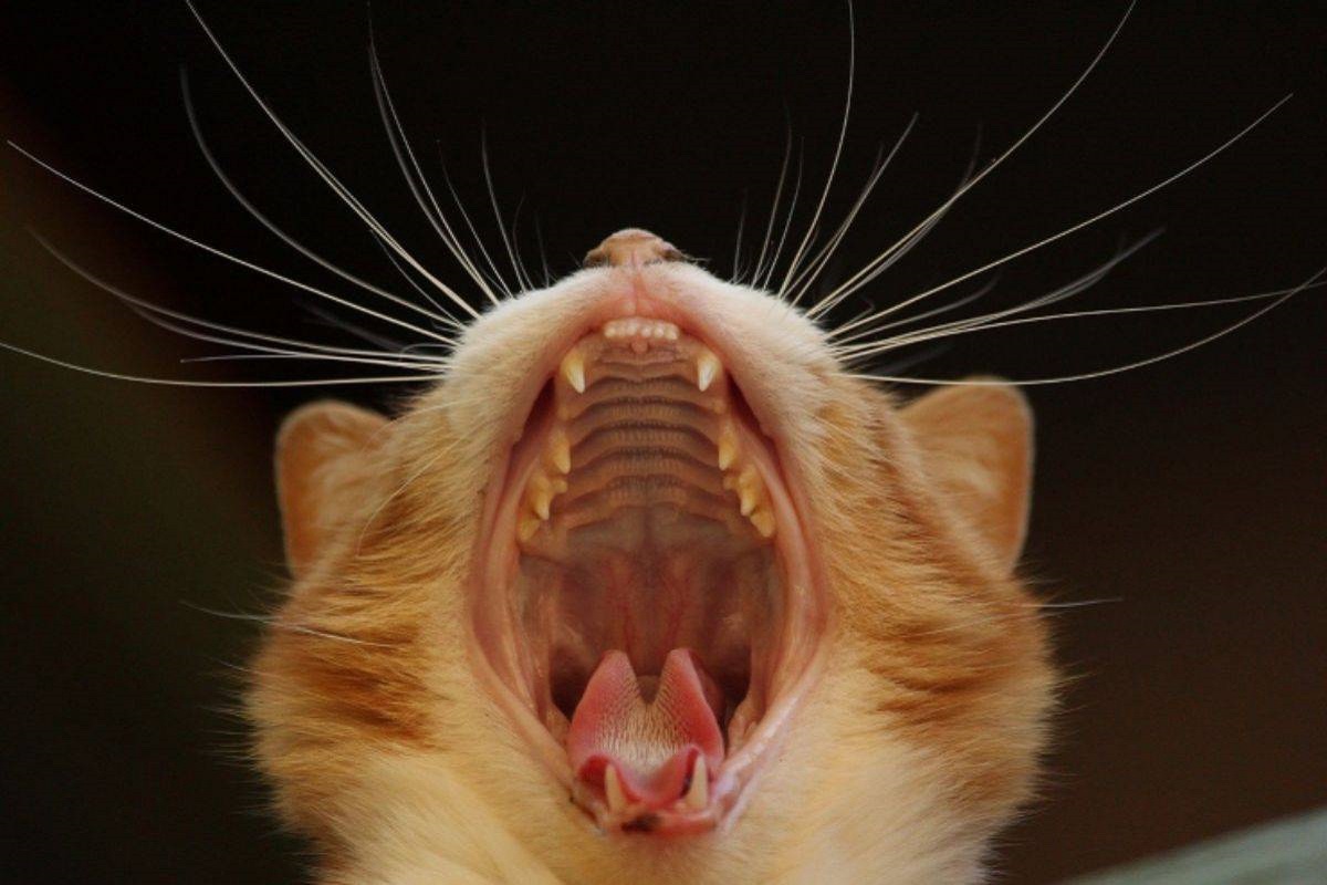 bocca del gatto