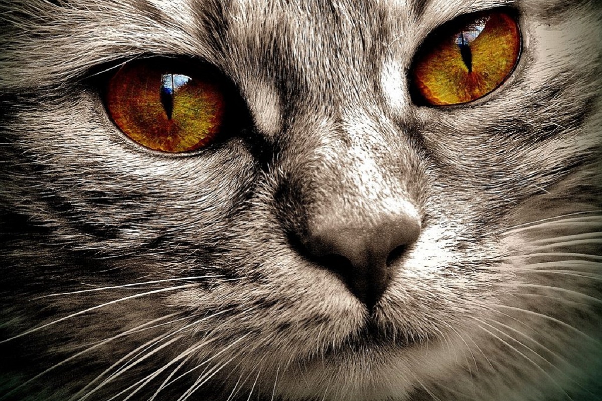 occhi del gatto color ambra