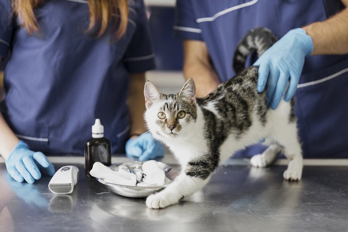 gatto dai veterinari