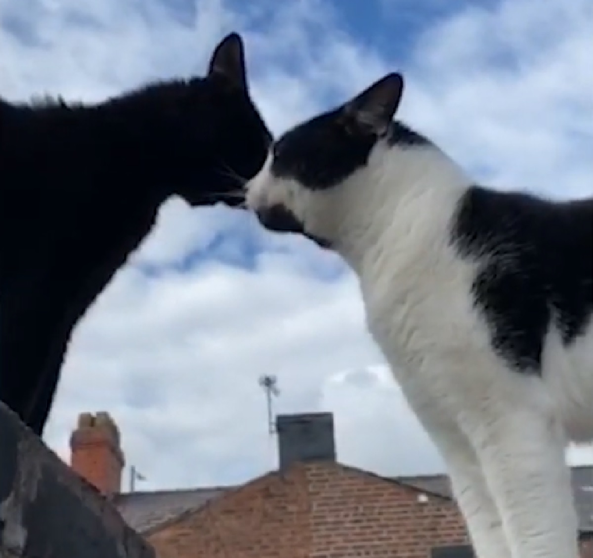 tupac oreo gattini argomenti