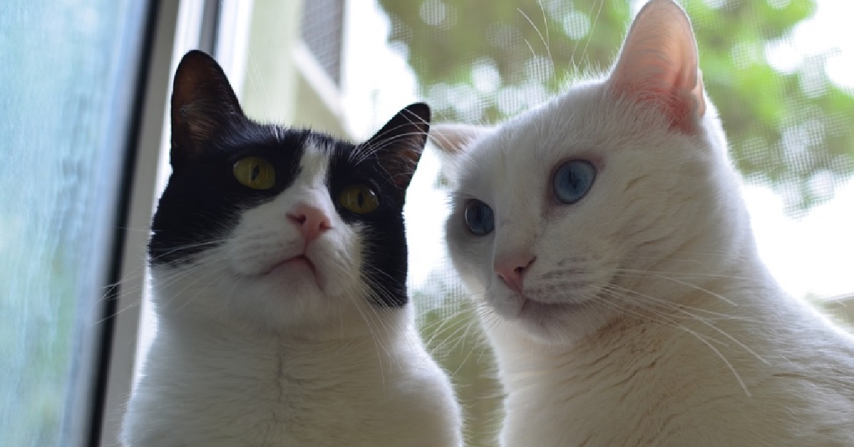 I due gattini affrontano una conversazione davvero interessante, non perdetevi il video