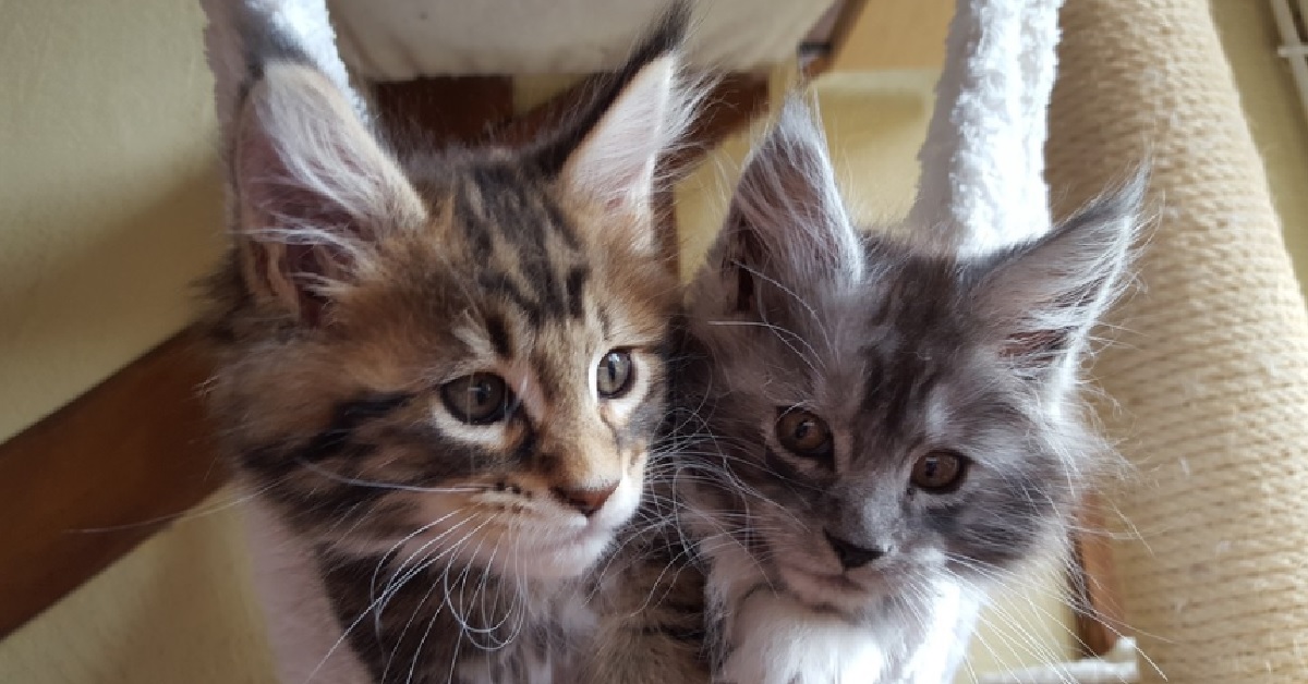 I due gattini Maine Coon accorrono quando ascoltano “quel” rumore, il video è una perla