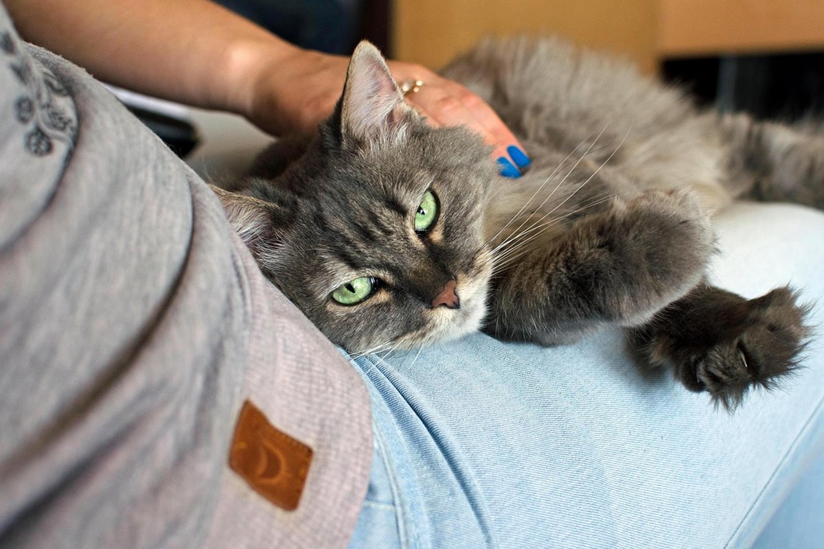 gatto sulle gambe del padrone