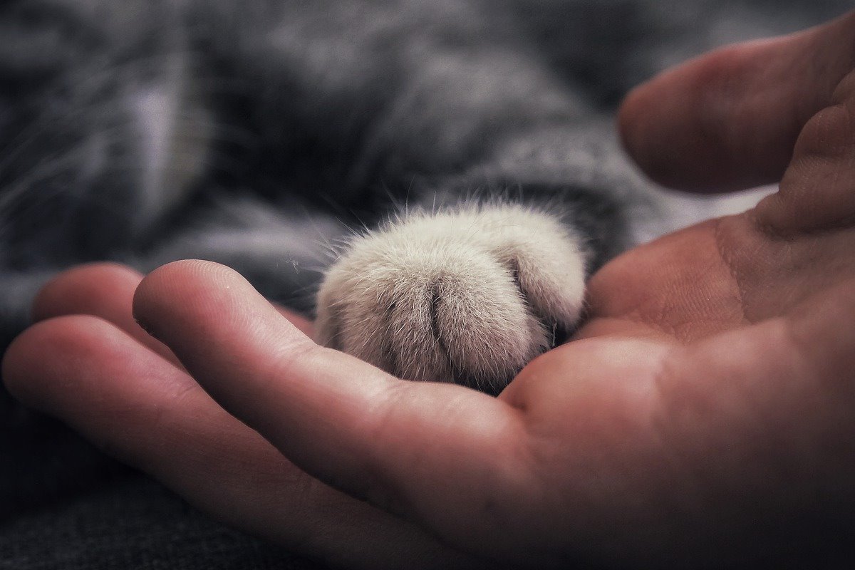 zampa del gatto sulla mano della persona