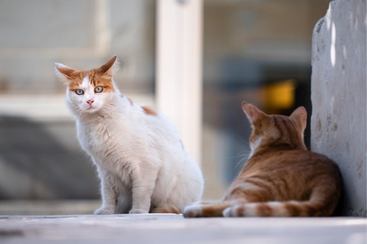 I gatti empatizzano con gli altri gatti?