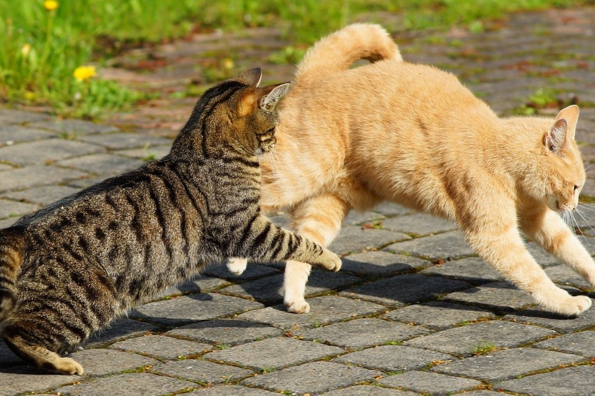 gatto chiaro e gatto grigio