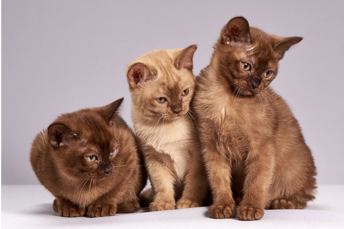 tre gatti con pelo marrone