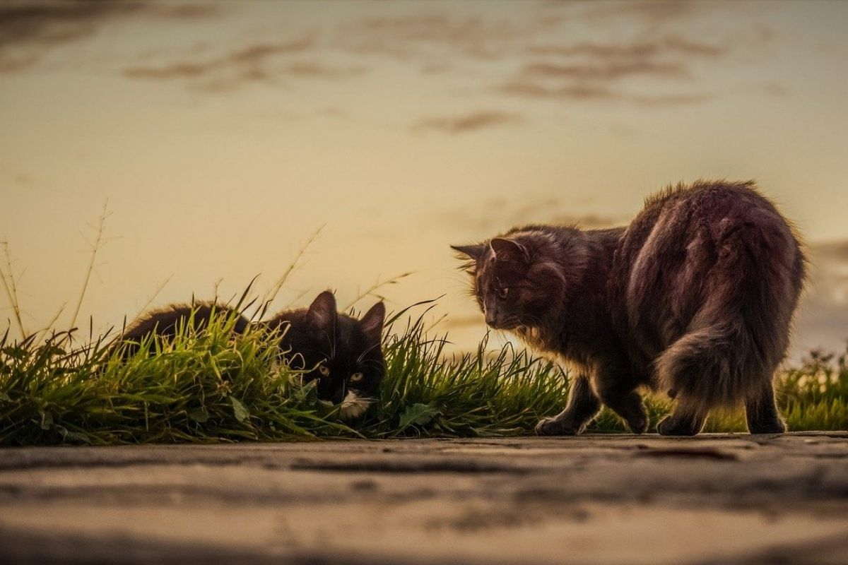 gatto minaccia un altro gatto