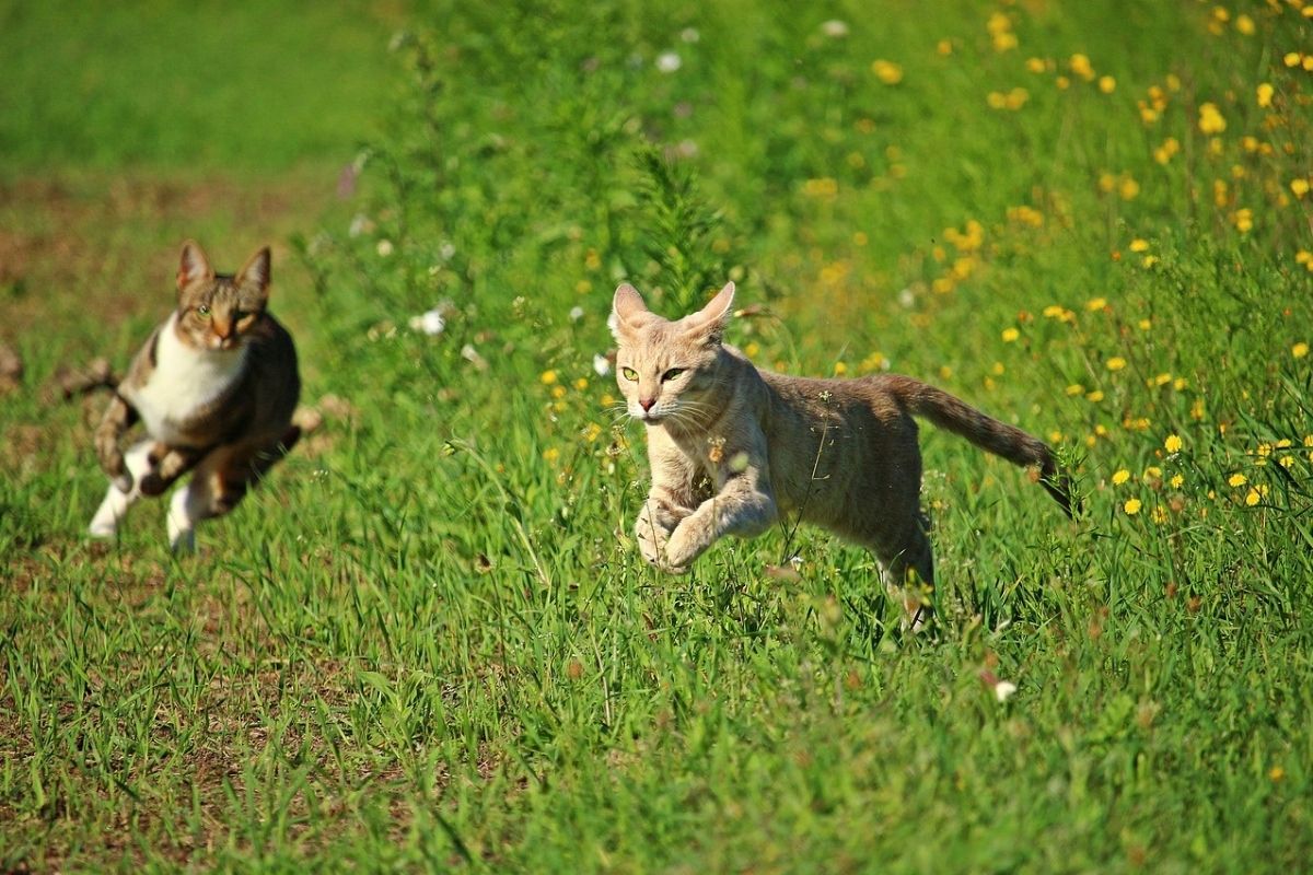 gatti corrono in un prato