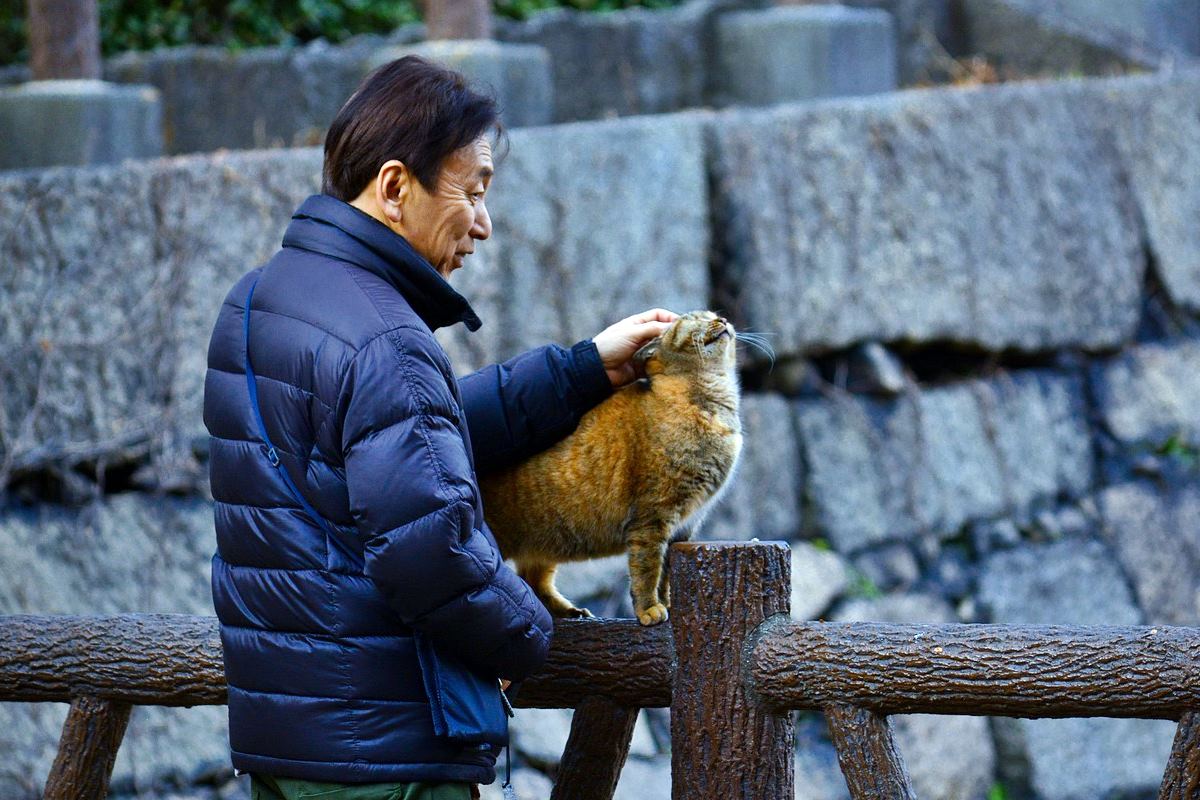 signore che accarezza un gatto randagio