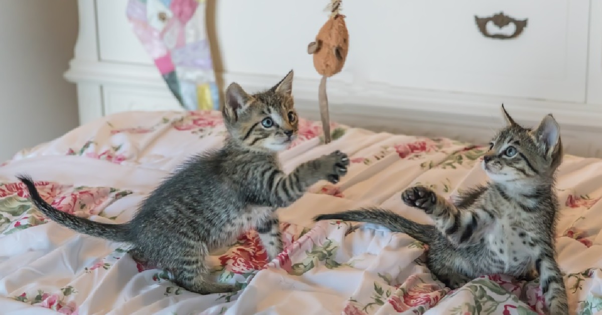 I gattini Baby e Felix si divertono con un topolino giocattolo, nel video tutta la loro creatività