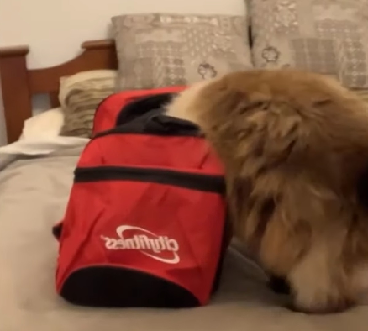 luchi gattino moggy voglia di vedere dentro borsone
