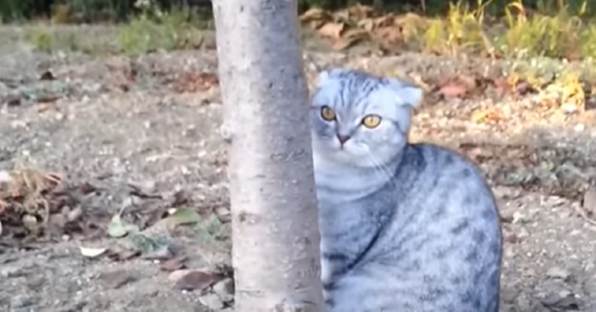 Il gattino American Shorthair non vuole tornare a casa, nel video le sue esilaranti proteste
