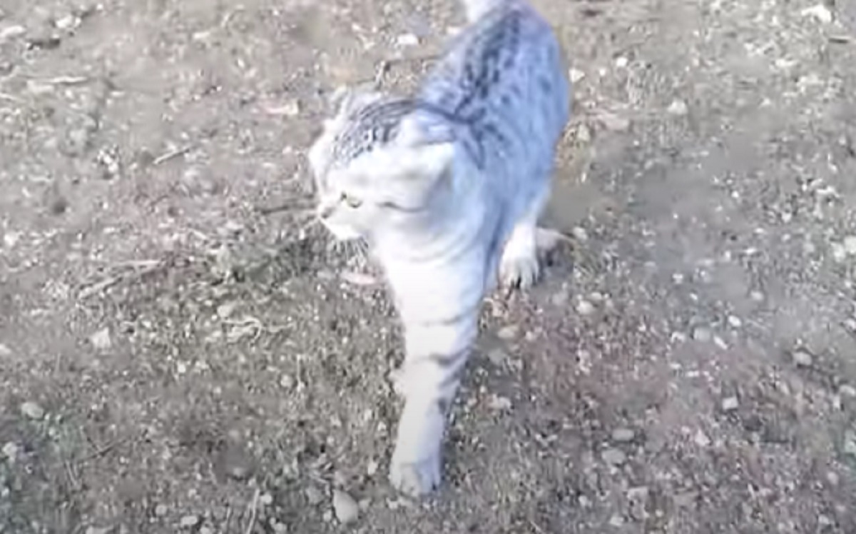 micio scappa gatto