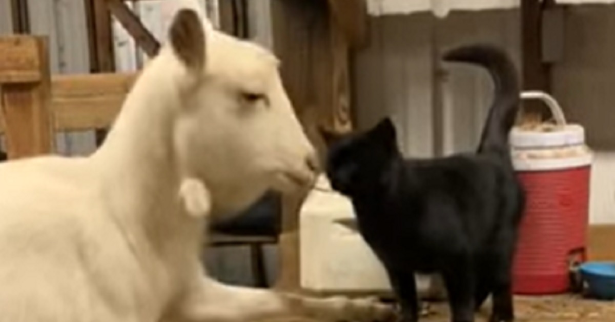 Il gattino assiste la capretta durante il travaglio, il momento registrato in video è a dir poco emozionante