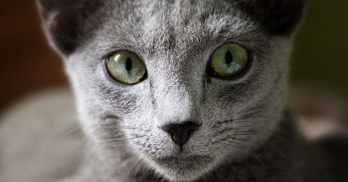 Il gattino Blu di Russia non sopporta il freddo, la sua esilarante reazione in video lo dimostra chiaramente