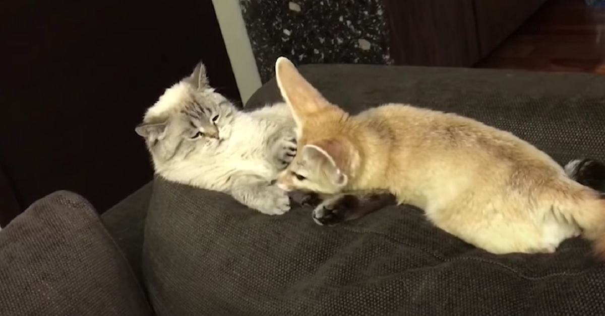 Il gattino British Shorthair e la piccola volpe sono inseparabili, il tenero video mostra un legame unico