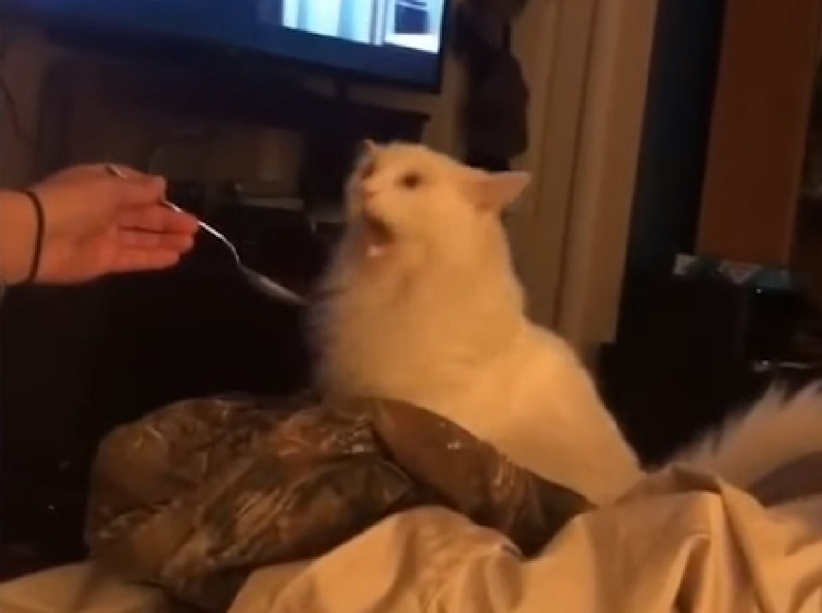 bruno gattino espressione tocco gelato bocca