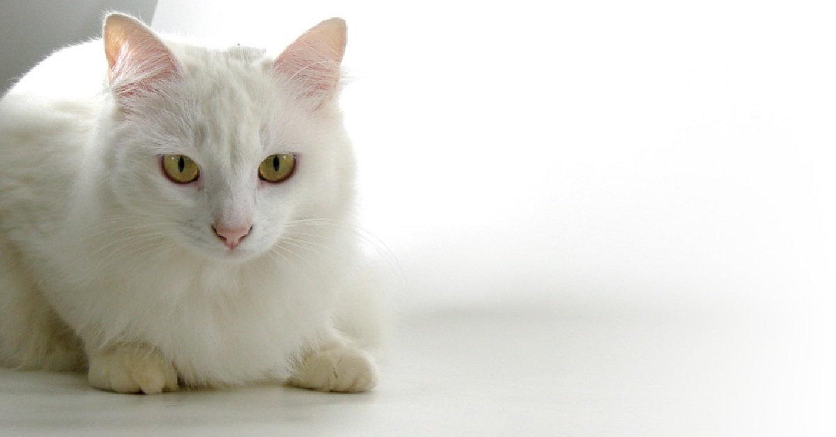 Il gattino Bruno reagisce così dopo aver assaggiato un cucchiaio di gelato, il video è divertentissimo