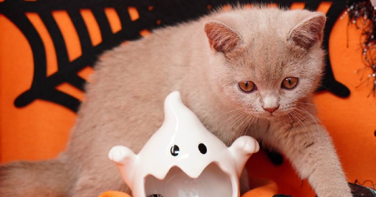 Il gattino celtico non ama le decorazioni di Halloween, il video vi terrà incollati allo schermo