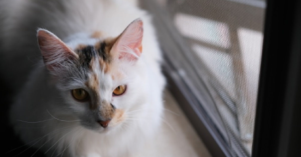 Il gattino celtico viene trovato aggrappato sulla zanzariera, il video è fenomenale