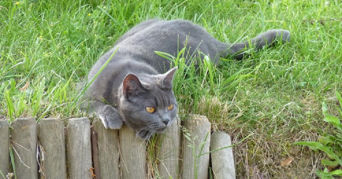 Il gattino Certosino rimane bloccato sulla staccionata, il video vi sorprenderà