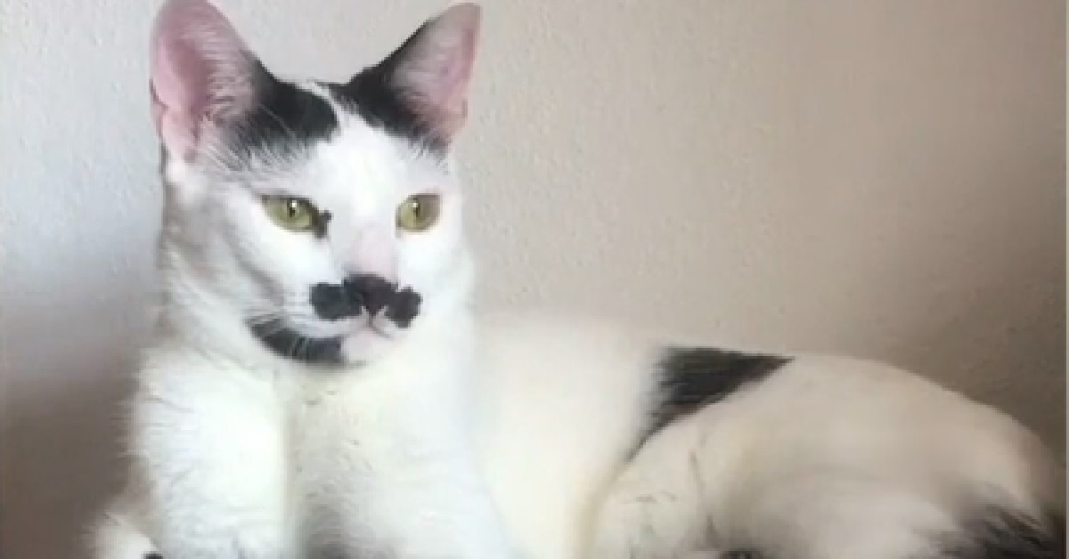 Il gattino Charlot stupisce tutti con una sua caratteristica peculiare, il video è davvero simpatico