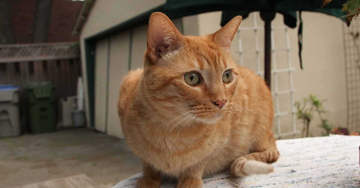 Il gattino compie il salto più assurdo e inaspettato di sempre, il video mostra un vero e proprio record