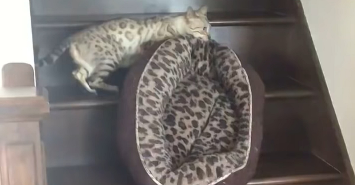 Il gattino del Bengala è deciso a portare la cuccia al piano di sopra, il video è qualcosa di unico