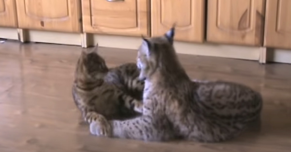 Il gattino e la lince condividono un legame d’amicizia a dir poco meraviglioso, il video è stupendo