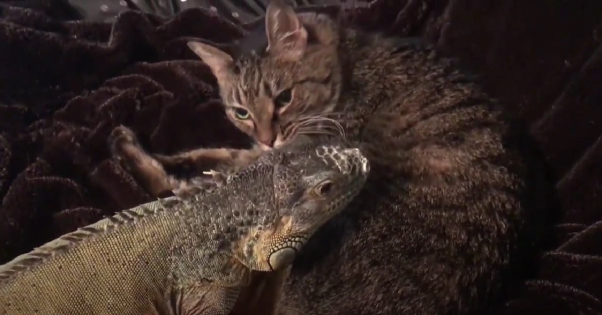Il gattino e l’iguana sono migliori amici, la loro incredibile tenerezza nel video vi ruberà il cuore