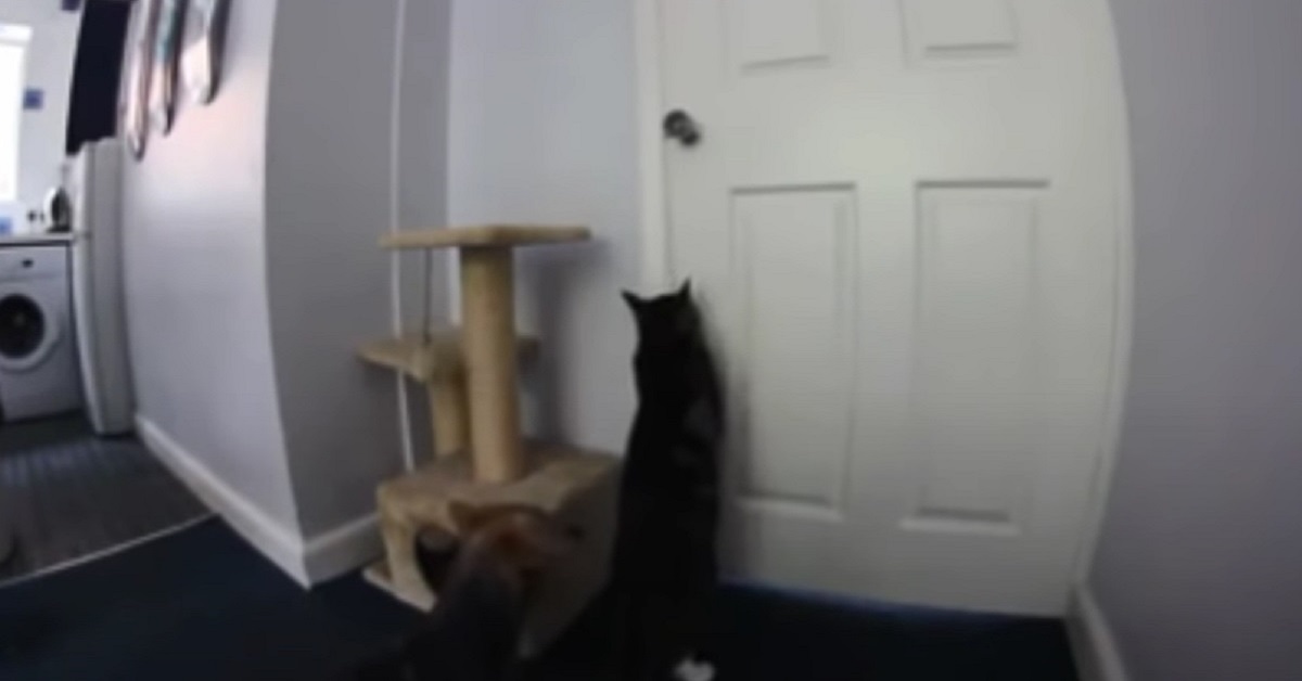 Il gattino ed il cane organizzano la fuga perfetta, il loro infallibile piano nel video vi stupirà