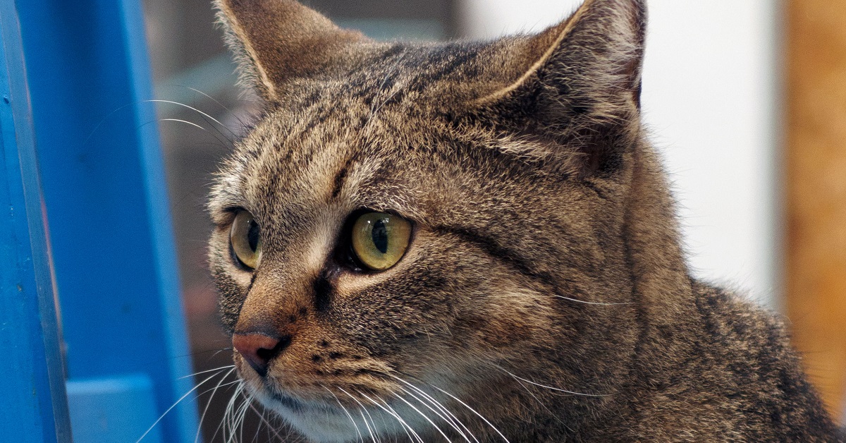 Il gattino ed il papà hanno il ritmo nel sangue, capiamo l’esilarante perché guardando il video