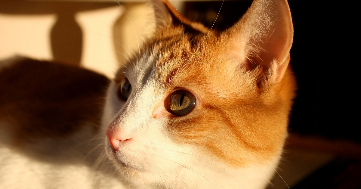 Il gattino ed il piccione fanno amicizia in modo particolare, tutta la fantastica scena in video