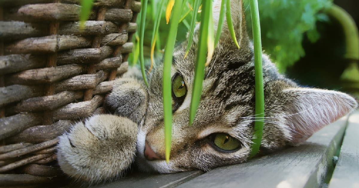 Il gattino europeo è molto pigro e decide di dormire in un posto non propriamente comodo, il video è formidabile