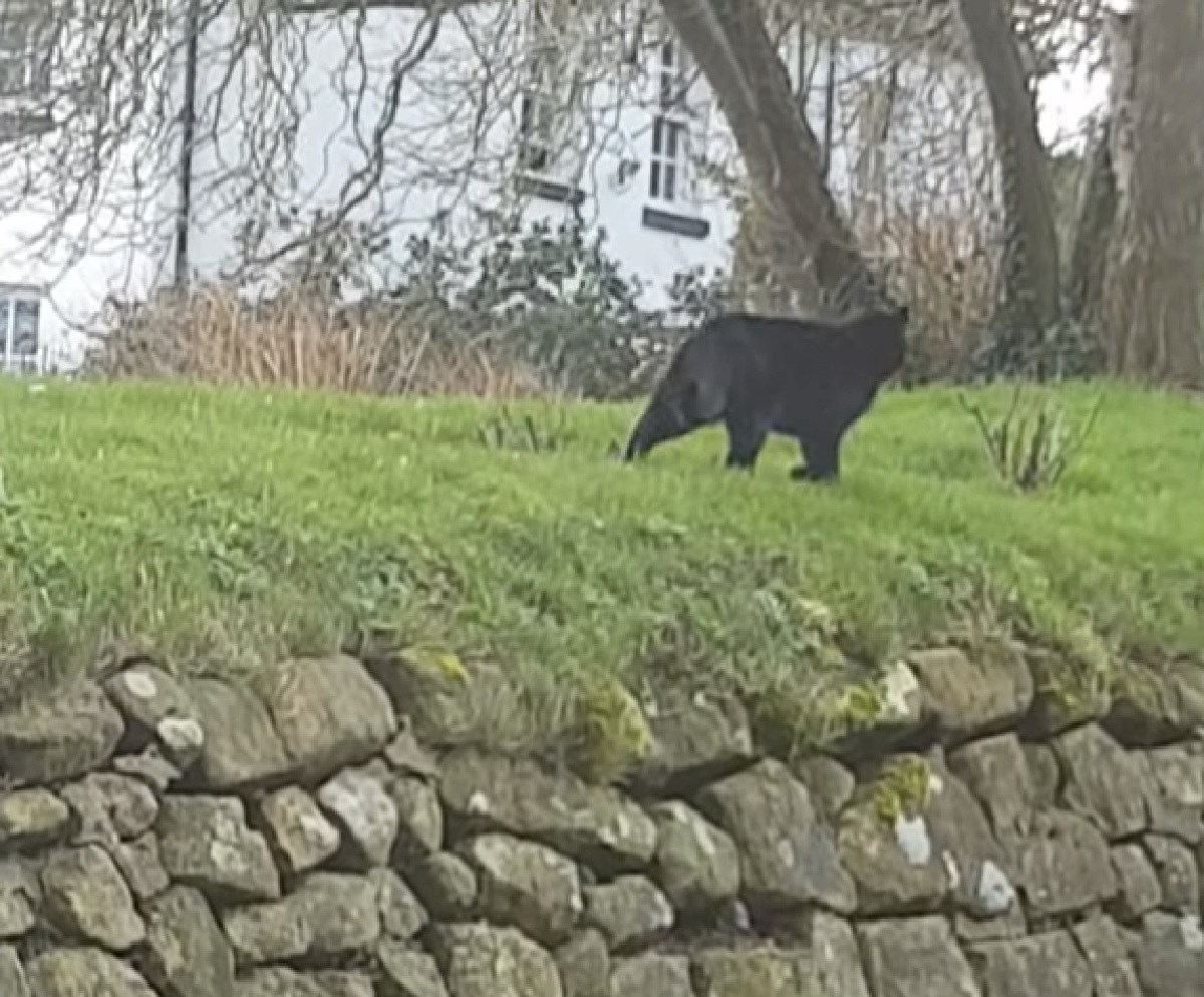 gattino gira su se stesso come trottola