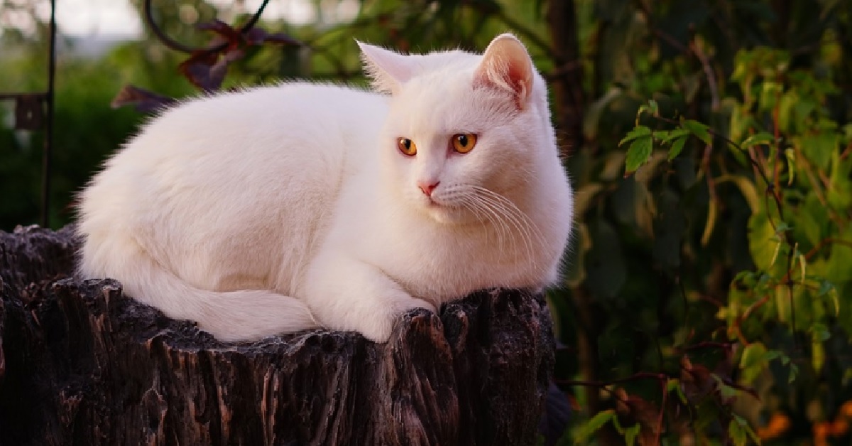 Il gattino europeo diventa famoso per le sue uscite “fuori porta”, il video delle sue avventure