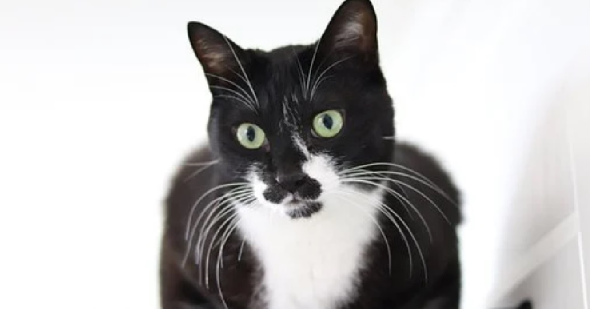 Il gattino europeo ha a che fare con una maschera gigante, tutta la sua incredulità in video