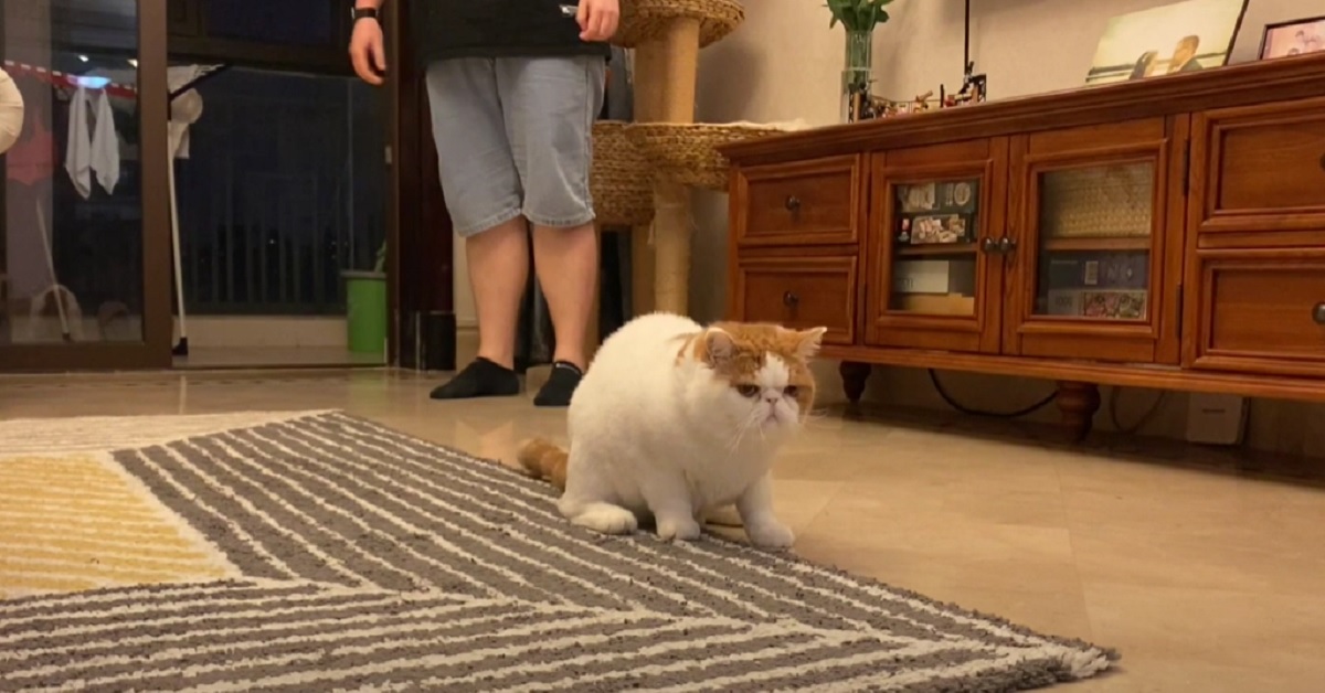 Il gattino Exotic Shorthair ha un’inaspettata reazione alla vista del piccolo Labrador, il video è da vedere assolutamente