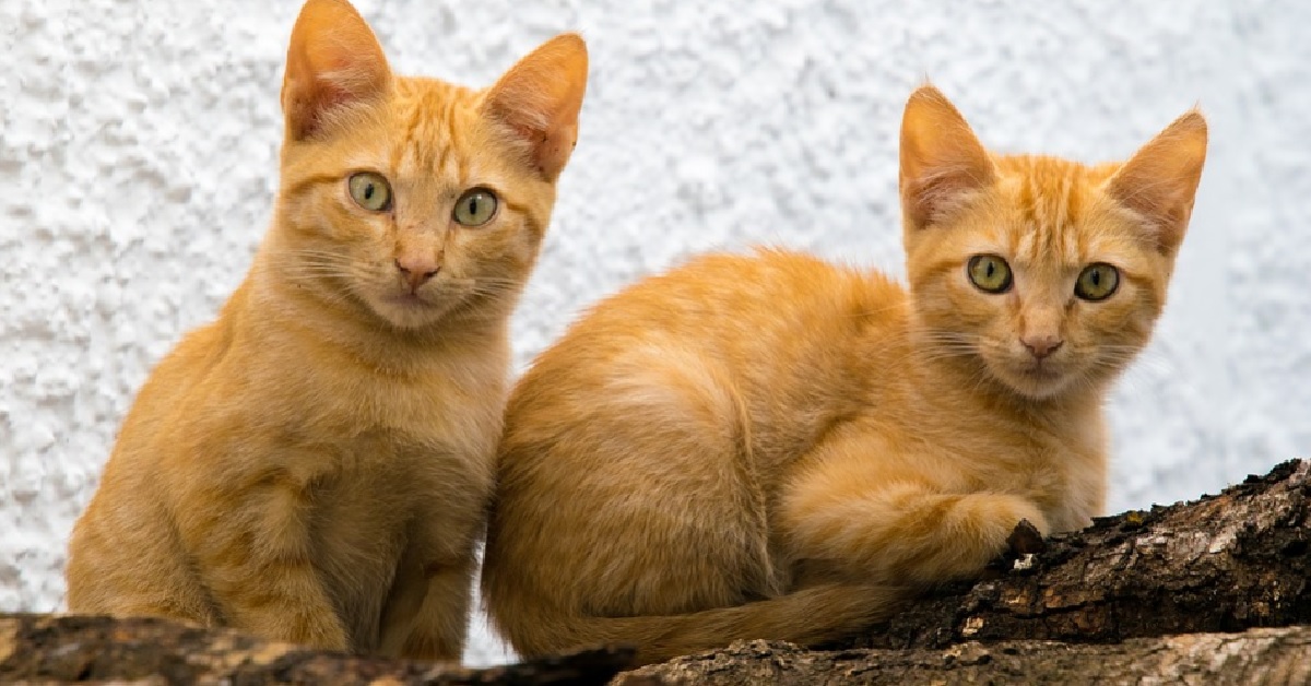 Il gattino gioca un simpatico scherzo al fratello, nel video osserviamo il suo genio